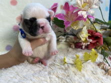 フレンチブルドッグ子犬